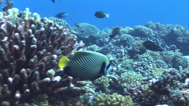 Amazing Tropical Fish Emperor Angelfish