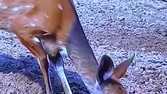 Antelope almost attached by crocodile 🐊 when drinking at river