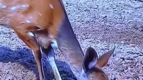 Antelope almost attached by crocodile 🐊 when drinking at river