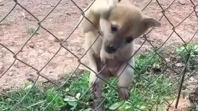 Dog gets his head stuck in the net