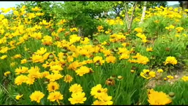 Wow! All beautiful flowers and some little bees