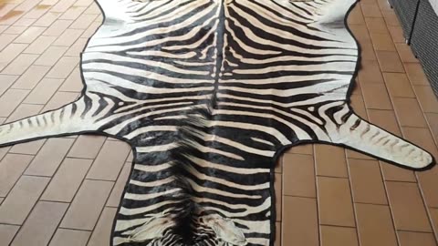 Zebra skin rug hide felted