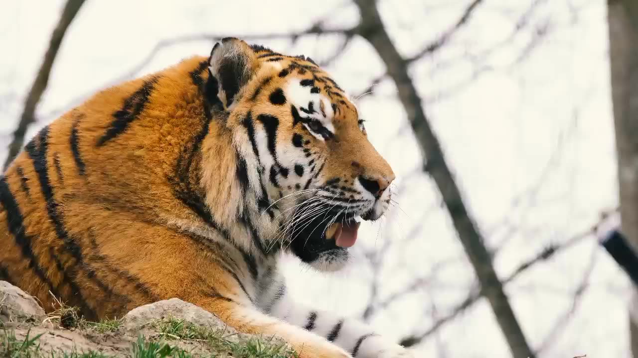 Amazing wildlife animals world In 4k HDR 60 FPS