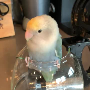 Parrot somehow manages to get stuck inside coffee pot