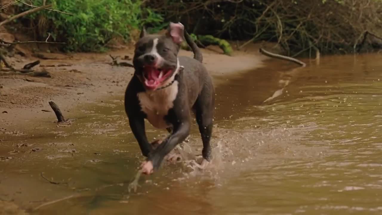 Slow motion shooting of a dog going on