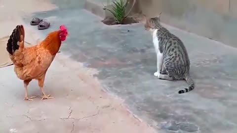 Chicken fight