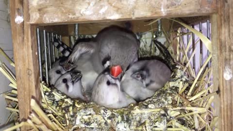 Feeding Zebra Finch