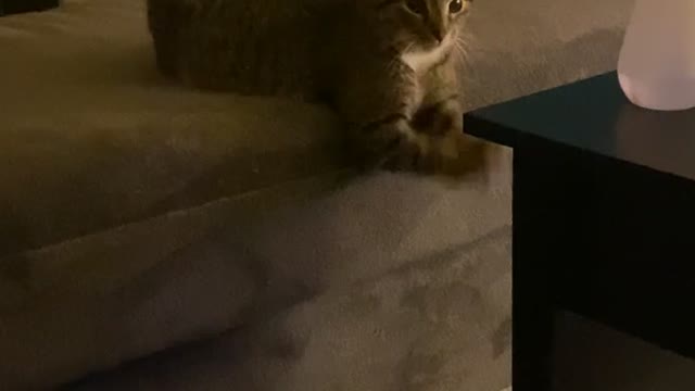 Cat Does Curls for the Girls with Air Weights