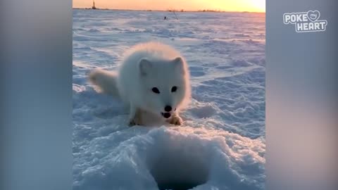 Baby Arcitic fox steals Man's food😅