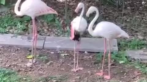 Three Flamingos