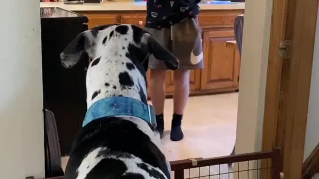 Blue Great Dane Dog Funny Videos 162 - The Great Dane Puppies Video - Great Dane Compilation