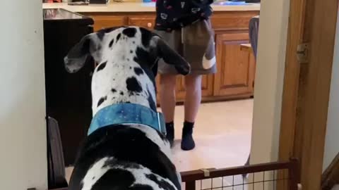 Blue Great Dane Dog Funny Videos 162 - The Great Dane Puppies Video - Great Dane Compilation