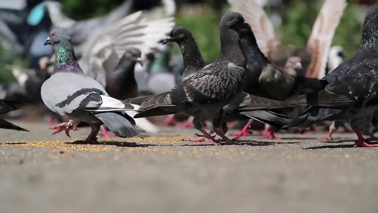 Pigeons peck seeds on the pavement