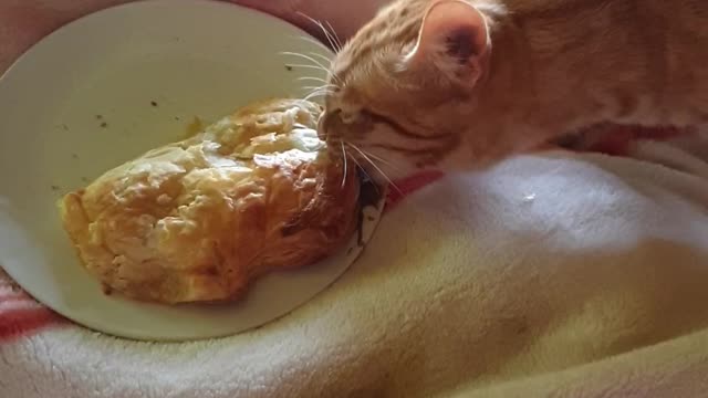 Funny Cute Kitten stealing mom's pie, try not to laugh