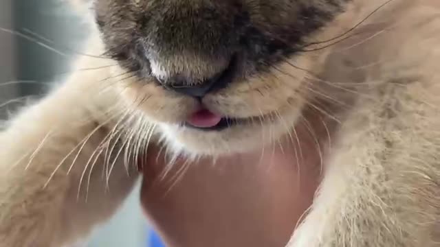 Is this a baby lion? Or a baby tiger.