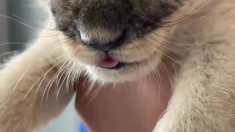 Is this a baby lion? Or a baby tiger.