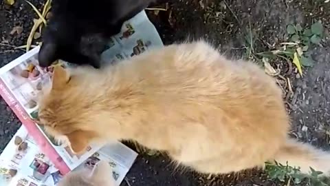 Adorable Cats Enjoying Their Delicious Meals!