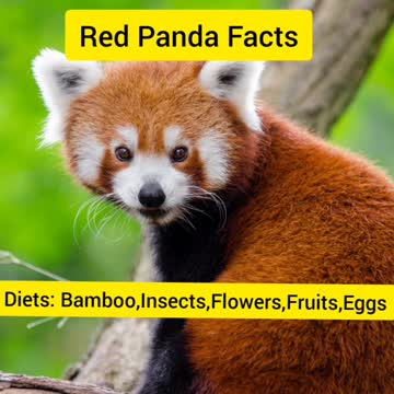 Red Panda Facts | Animals Facts