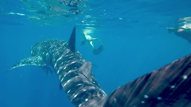 Whale Shark | The Elder Brother of All Shark