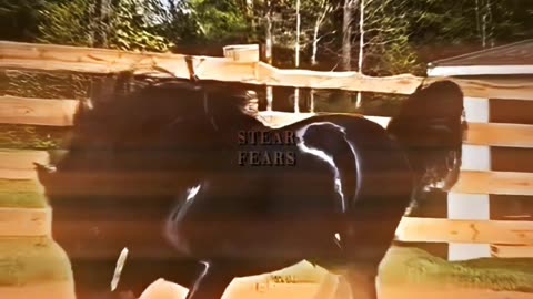Horse riding fazilat by mufti tariq masood