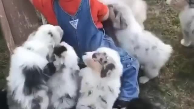 dog videos