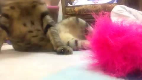 my cat playing with