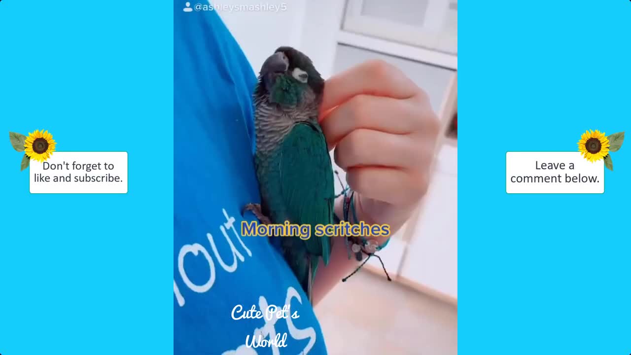 Cute and colour full birds