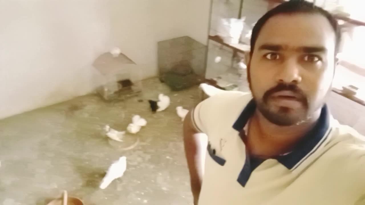 The cage for our pigeons had become very dirty so we thought of cleaning it.