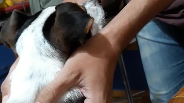 Brown dog barks if it is not et