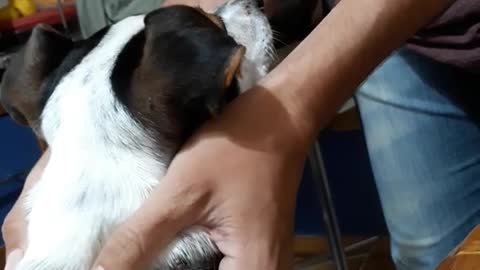 Brown dog barks if it is not et