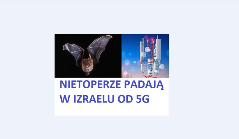 5G w Izraelu zabija nietoperze