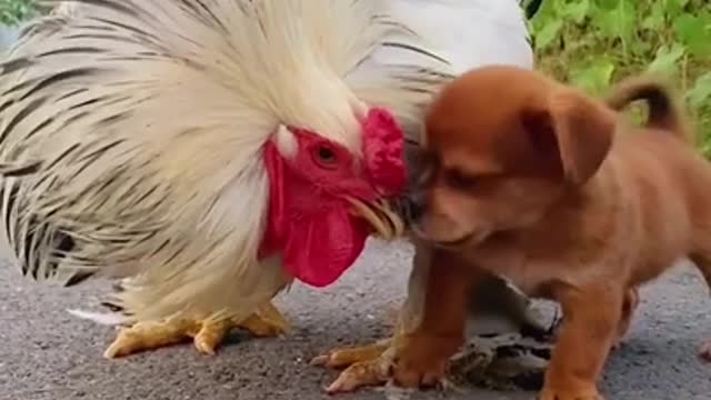 Cute puppy falls in love with Cock