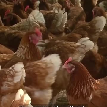 Australian MSM: "There are fears of an egg shortage in Melbourne