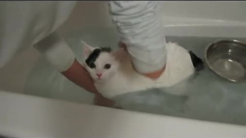 Cat taking a bath mooooooo mooooooo