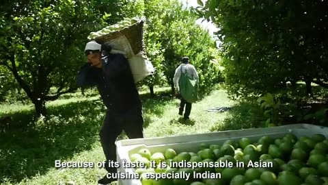 Lime Fruit Cultivation Technology - Asian Green Lemon Farming and Harvest