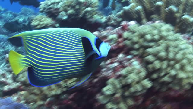 Rare seen emperor fish in ocean closeup video