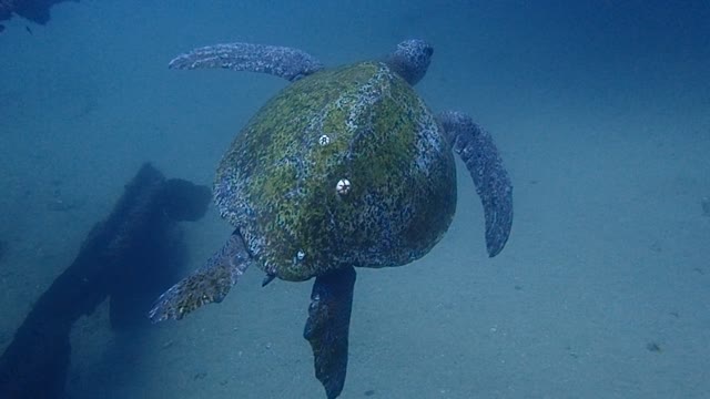 The most beautiful turtle swimming in the sea