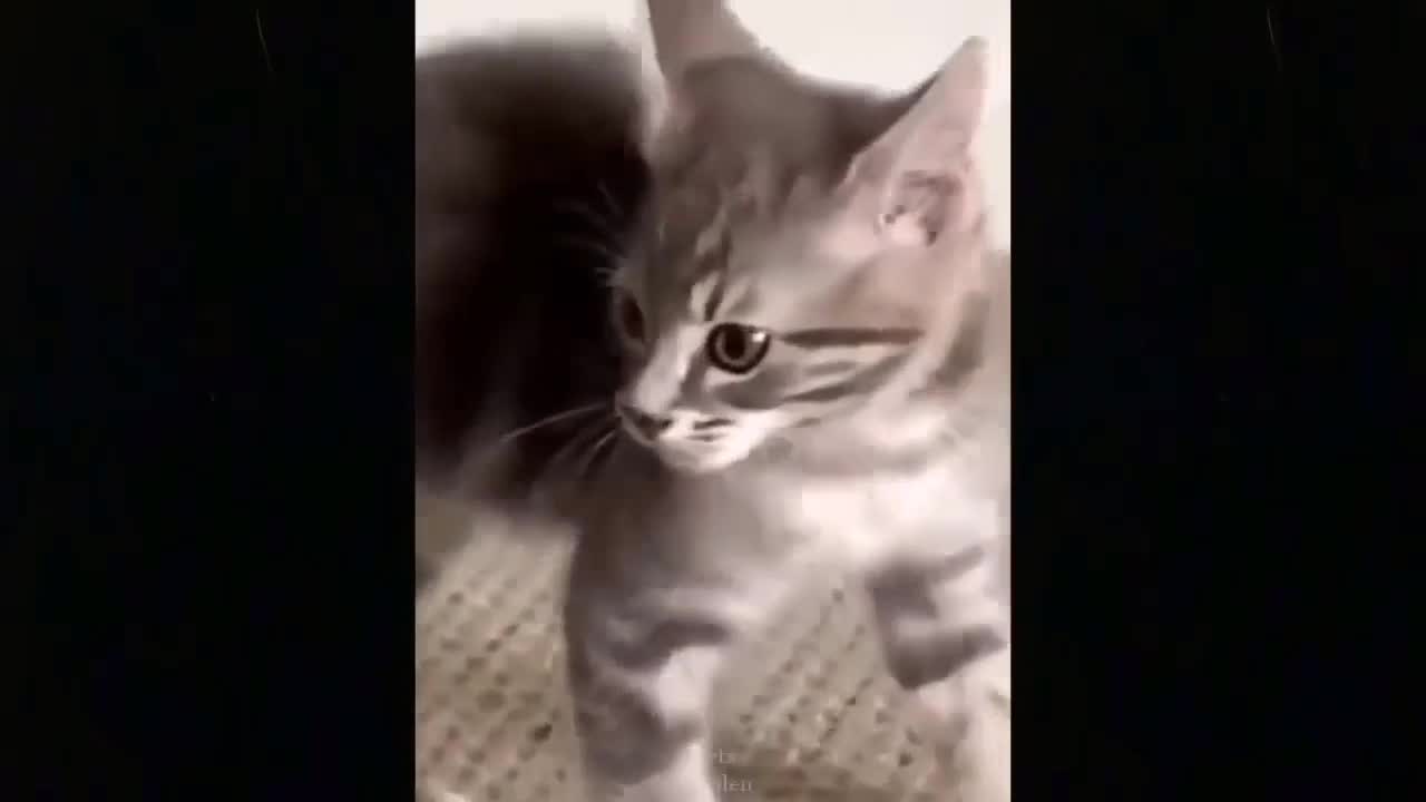 Cat runs against the wall