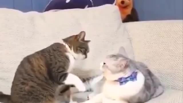 Cats funny beby video cute cat