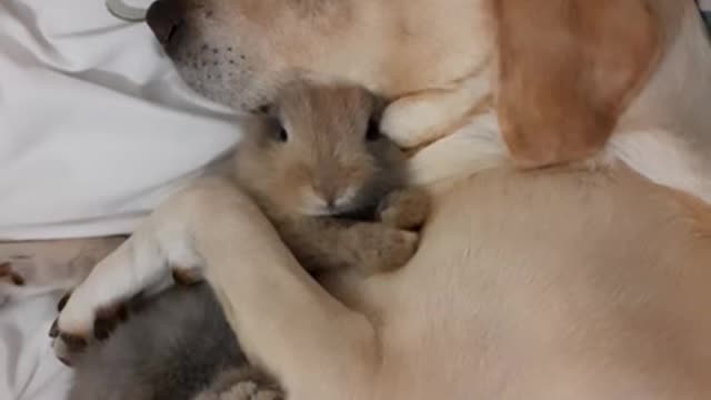 So cutey dog and baby rabbit🐇🐕