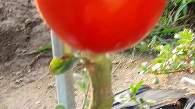 Tomatoes are ripe