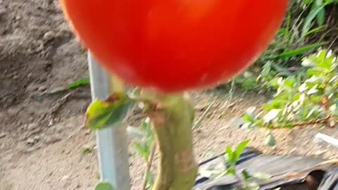 Tomatoes are ripe