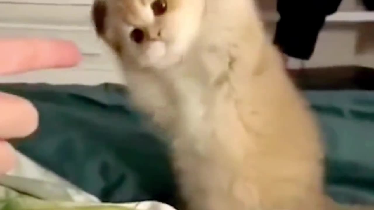 Funny Kitten Compilation: Guaranteed Laughter