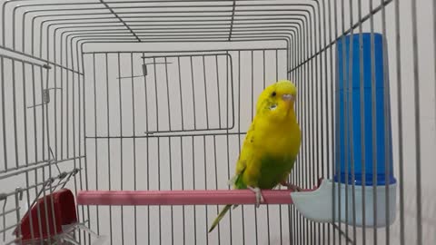 When the bird is happy