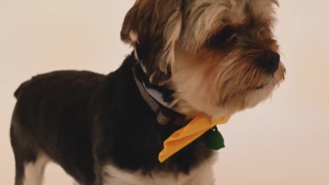 Sam with Tie i