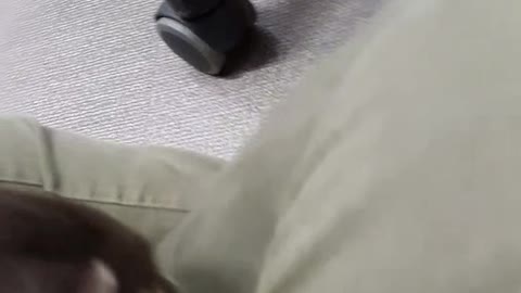 Cute otter series 3