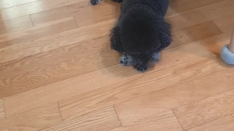 Sheep Puppy