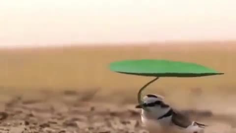 Little ringed plover bird using natural umbrella