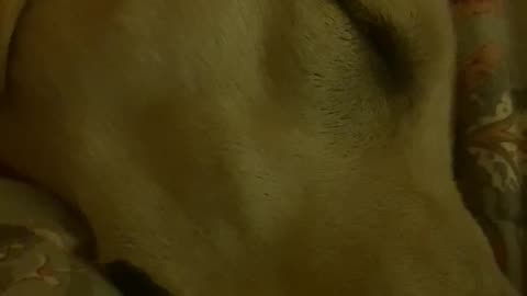 Breathe In, Bark Out