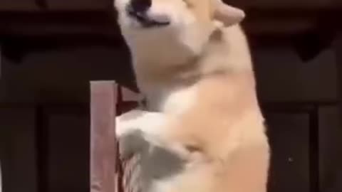Dog smile 😁